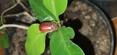 Holochelus