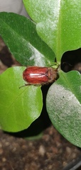 Holochelus