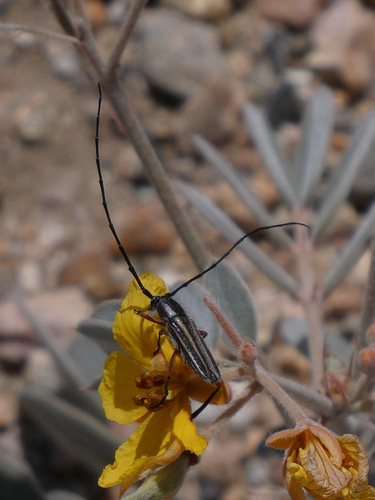 Double-banded Bycid