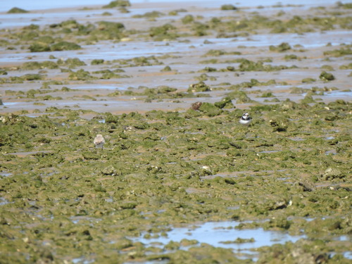 iNaturalist image