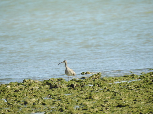 iNaturalist image