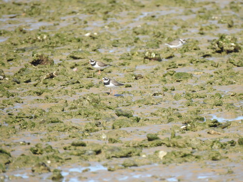 iNaturalist image