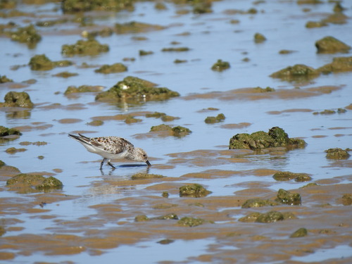 iNaturalist: (c) ARSENIO GONZALEZ NAVARRO, some rights reserved (CC BY-NC), uploaded by ARSENIO GONZALEZ NAVARRO iNaturalist image