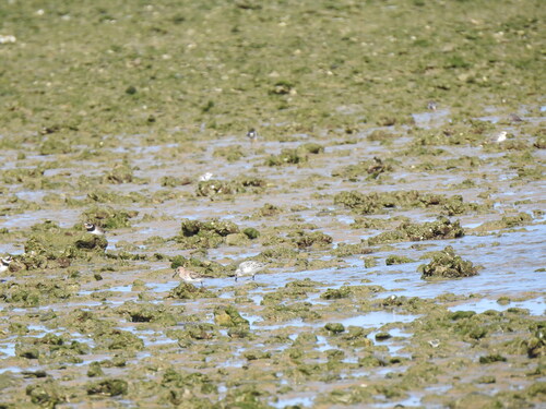 iNaturalist image