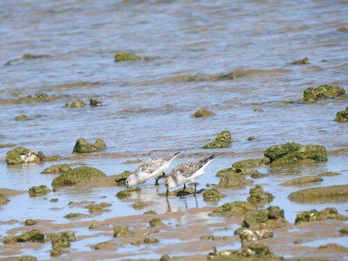iNaturalist image
