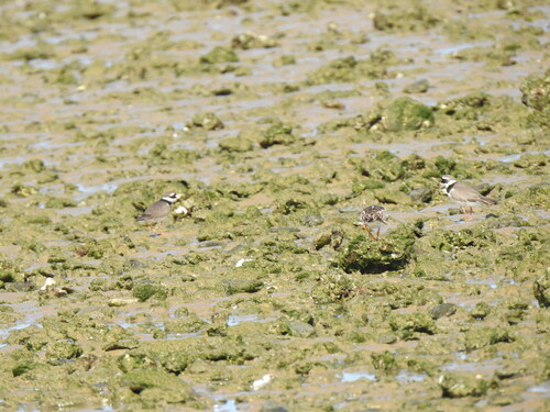 iNaturalist: (c) ARSENIO GONZALEZ NAVARRO, some rights reserved (CC BY-NC), uploaded by ARSENIO GONZALEZ NAVARRO iNaturalist image