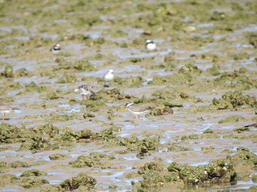 iNaturalist image