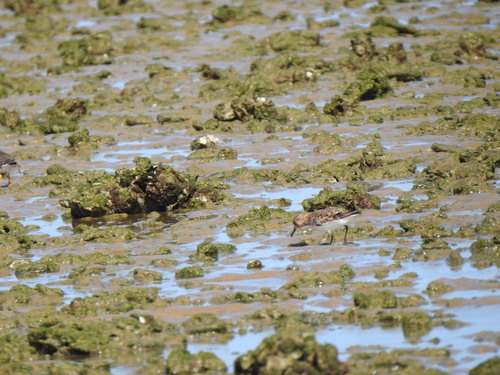 iNaturalist image