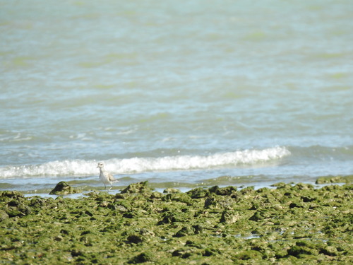 iNaturalist image