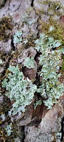 Pilze & Flechten