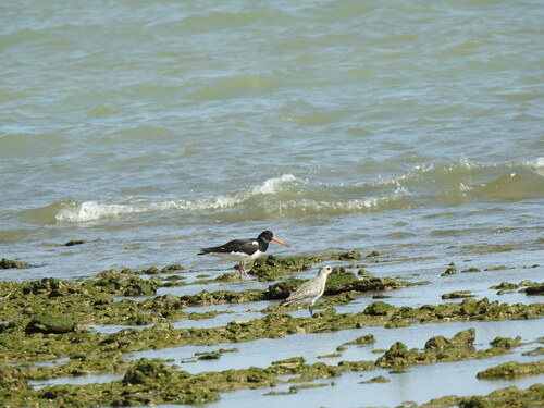 iNaturalist image