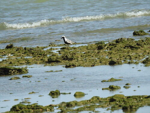iNaturalist: (c) ARSENIO GONZALEZ NAVARRO, some rights reserved (CC BY-NC), uploaded by ARSENIO GONZALEZ NAVARRO iNaturalist image