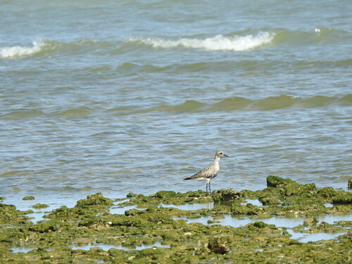 iNaturalist image