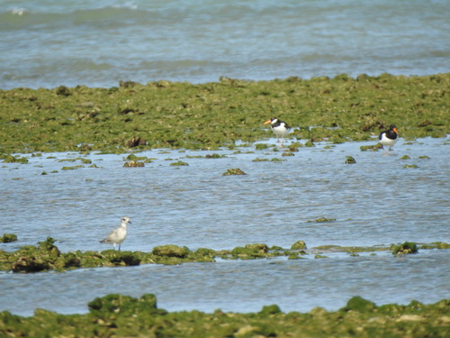 iNaturalist image