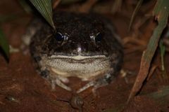 Sclerophrys pusilla