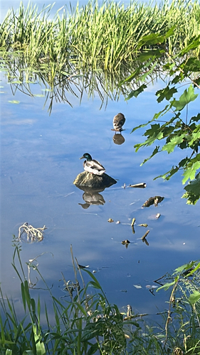 Mallard