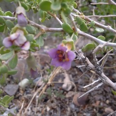 Lycium pallidum oligospermum