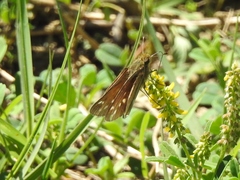 Panoquina panoquin