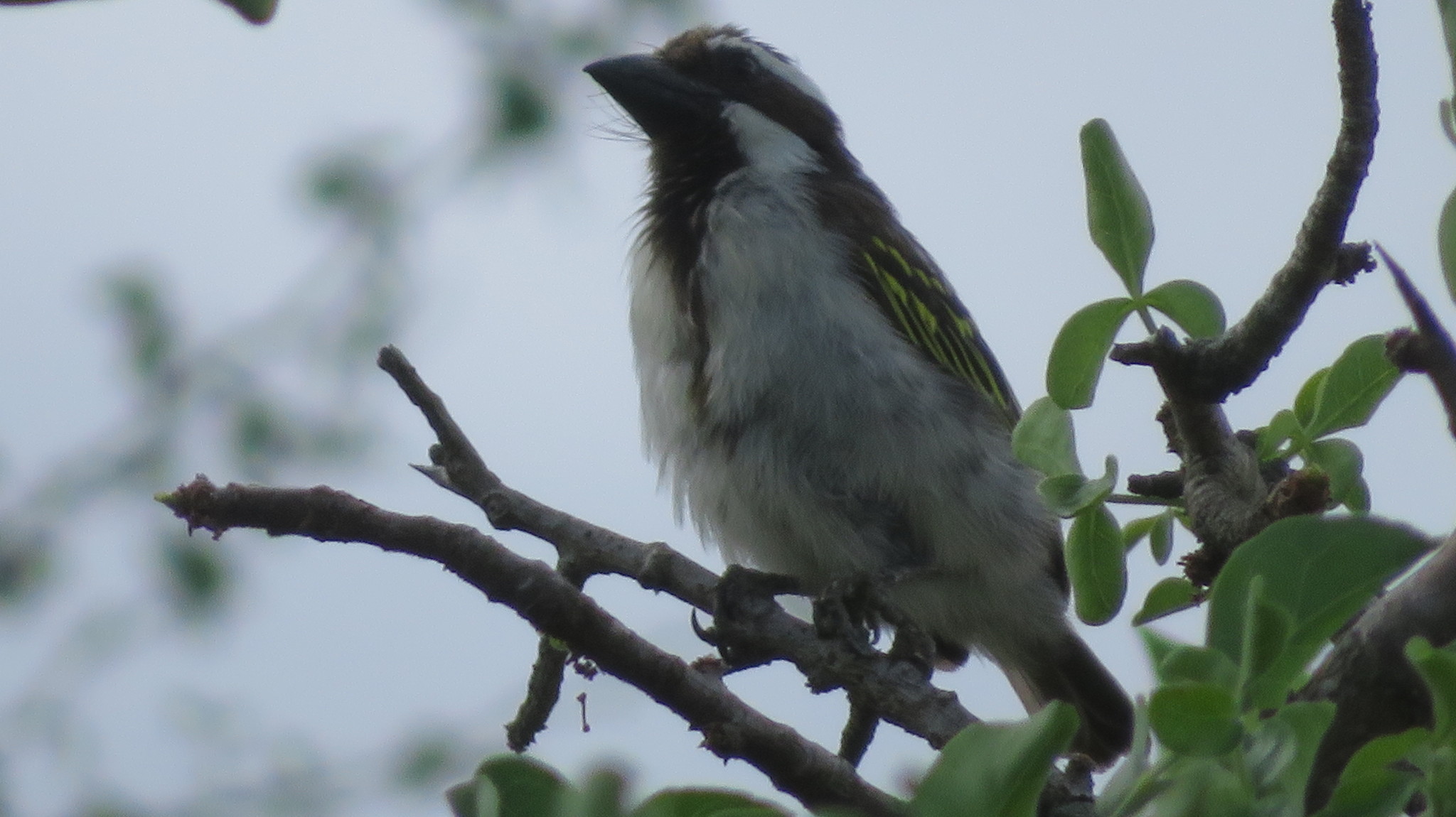 Black-throated Barbet (Tricholaema melanocephala)