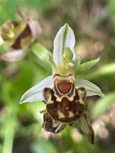 Bee Orchid