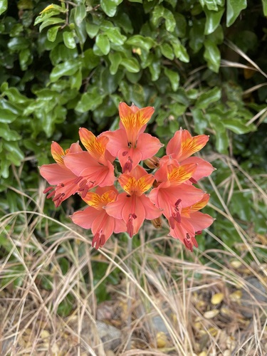Peruvian Lily