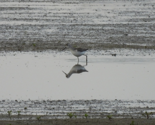 iNaturalist image