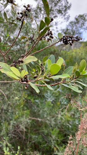 Lithraea brasiliensis, photograph 4