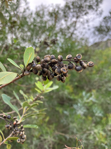 Lithraea brasiliensis, photograph 5