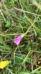 Oxalis hispidula