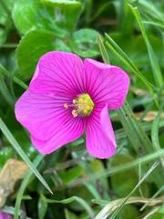 Oxalis hispidula, photograph author not stated, no rights reserved