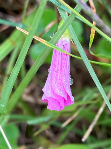 Oxalis hispidula, photograph 2