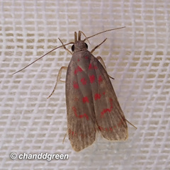 Dichomeris sandycitis