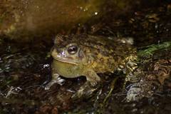 Sclerophrys pusilla
