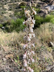 Delphinium wootonii