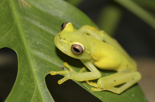 La Loma Tree Frog - Photo (c) Brian Gratwicke, some rights reserved (CC BY)