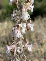 Delphinium wootonii
