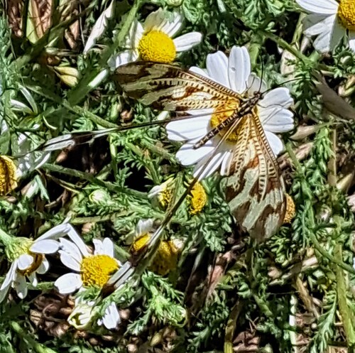 Two-winged Spoonwing