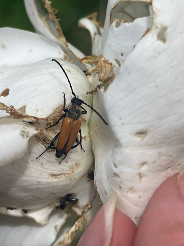 tawny longhorn beetle