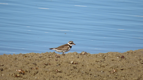 iNaturalist image