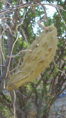 Gonolobus grandiflorus