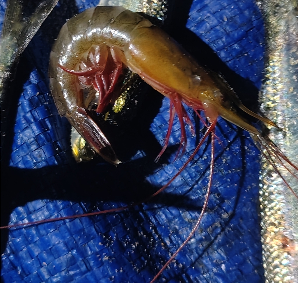 Kadal shrimp