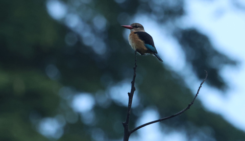 iNaturalist image