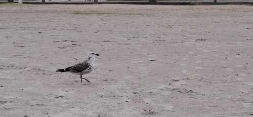 iNaturalist image
