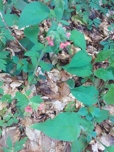 Pulmonaria rubra, photograph 3