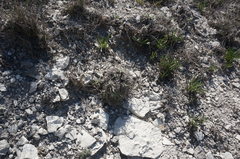 Ptilostemon echinocephalus
