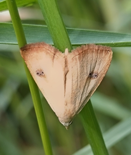 Straw Dot