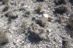 Ptilostemon echinocephalus