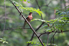 Fringilla coelebs
