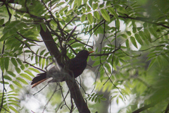 Turdus merula