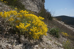 Odontarrhena tortuosa